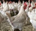 Santé animale: Silence des institutions sur une grippe aviaire qui décime plus de 4000  pondeuses