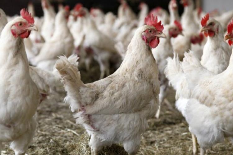 Santé animale: Silence des institutions sur une grippe aviaire qui décime plus de 4000  pondeuses