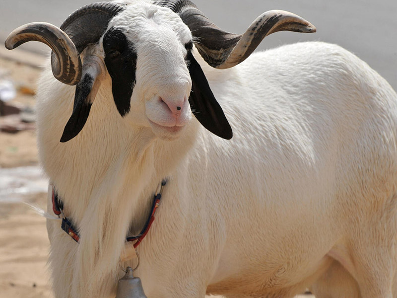 Cour des Comptes de Guinée : Une tauromachie de haute volée pour un bélier de Tabaski